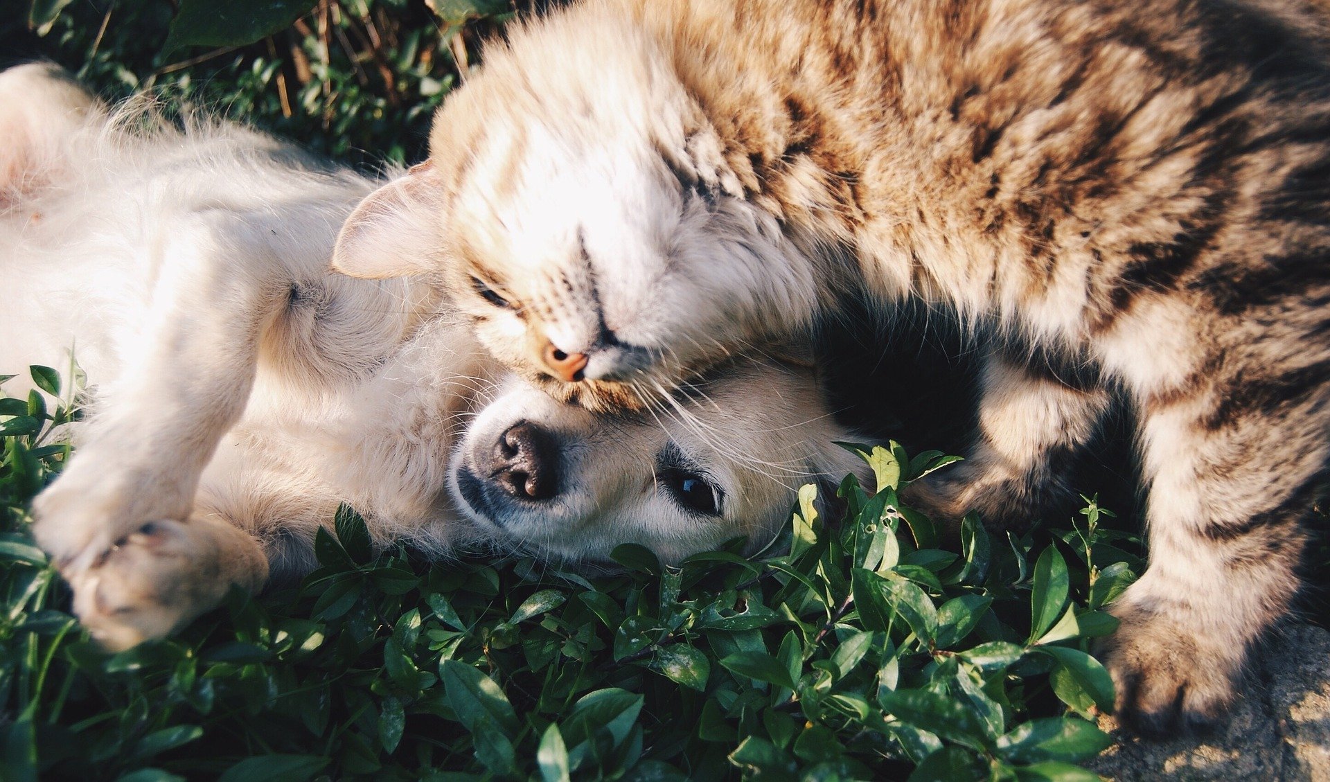 Dog and cat playing with each other